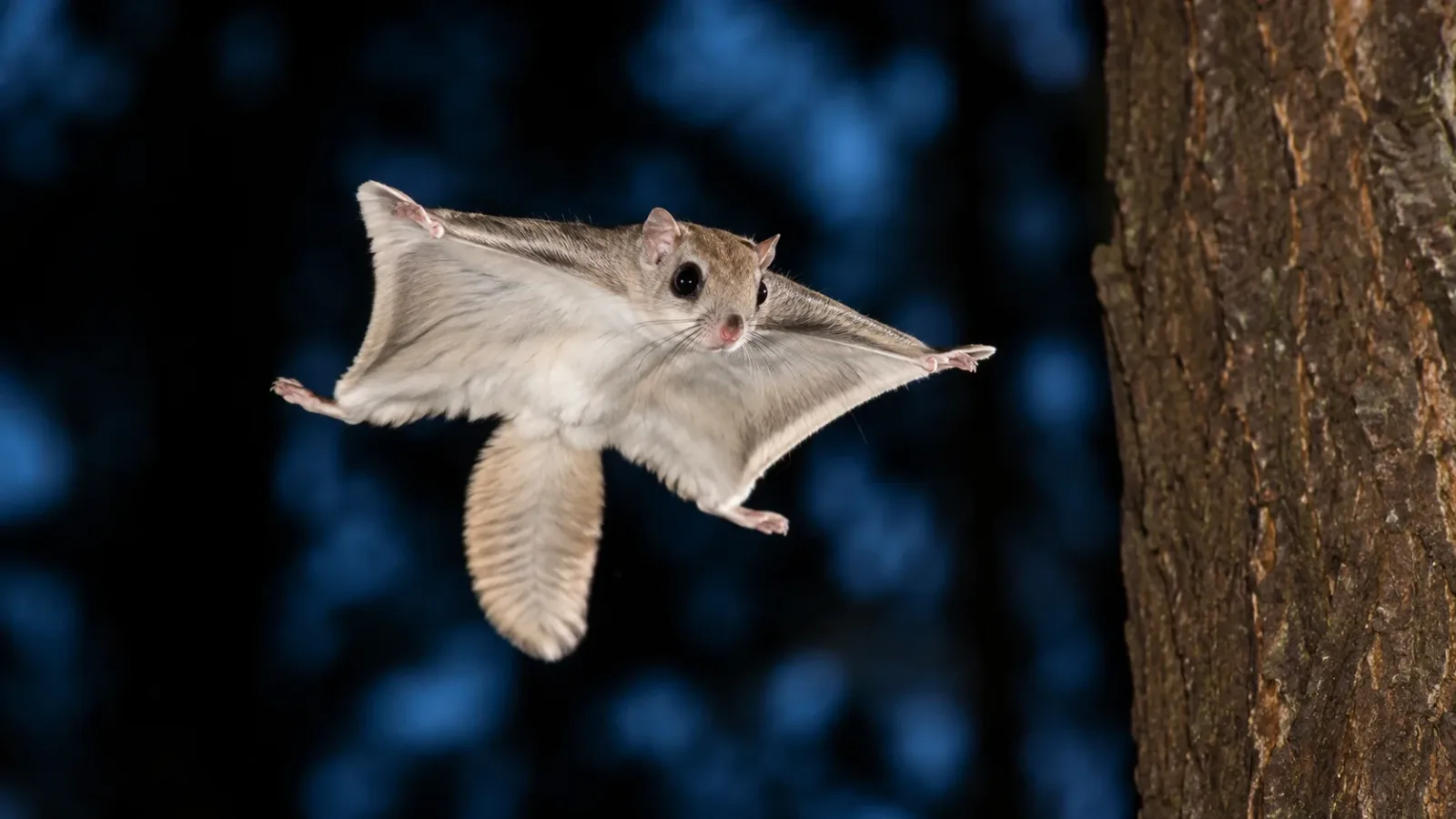 15 Incredible Facts About Flying Squirrels