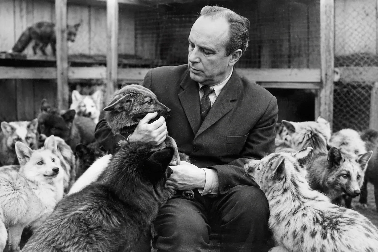 In 1959, a Soviet geneticist named Dmitry Belyaev launched one of the most famous long-term biological experiments in modern history using captive silver foxes. By selectively breeding only the most docile and friendly foxes over several generations, he successfully created an entirely domesticated population. 