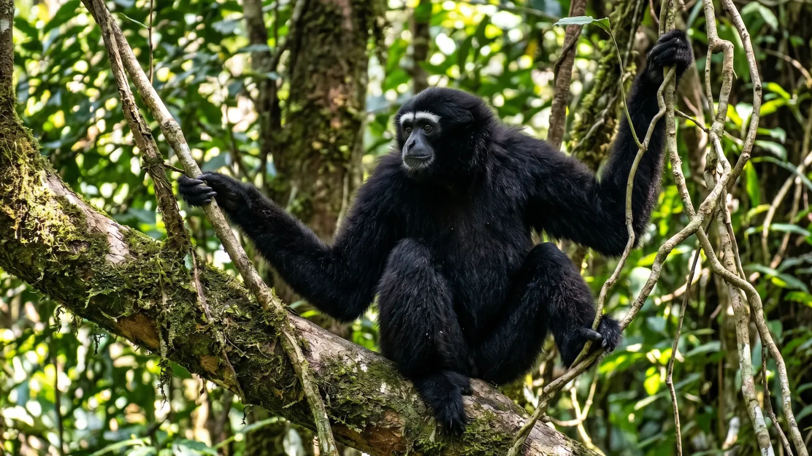 Skywalker Hoolock Gibbon