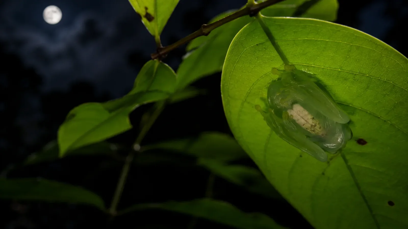 Glass frogs are strictly nocturnal animals. 