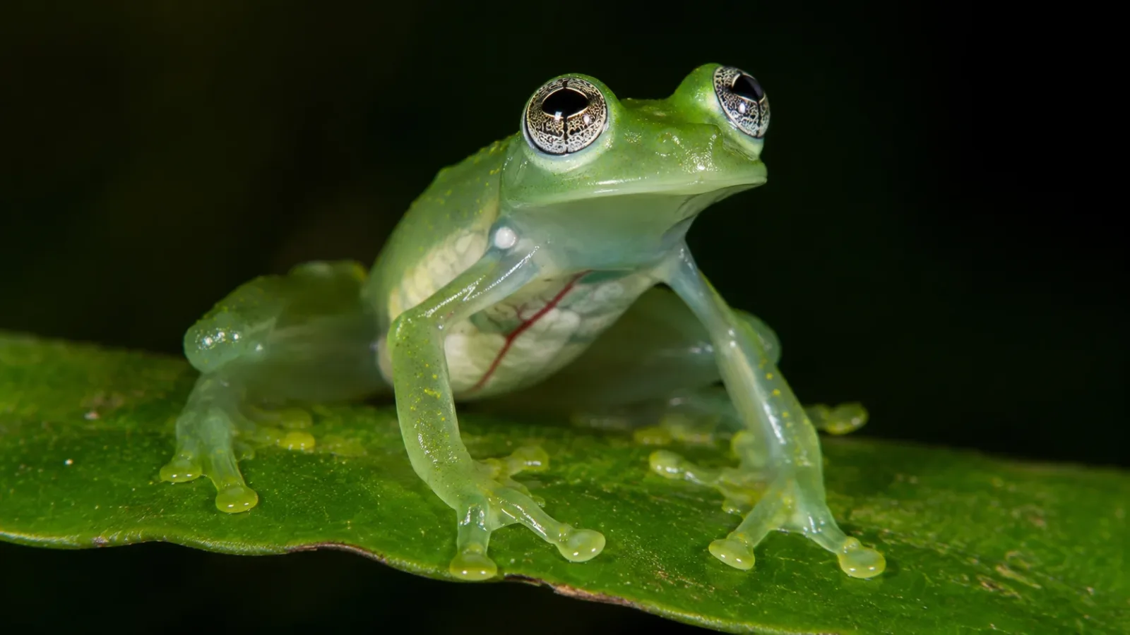 15 Interesting Facts About Glass Frogs