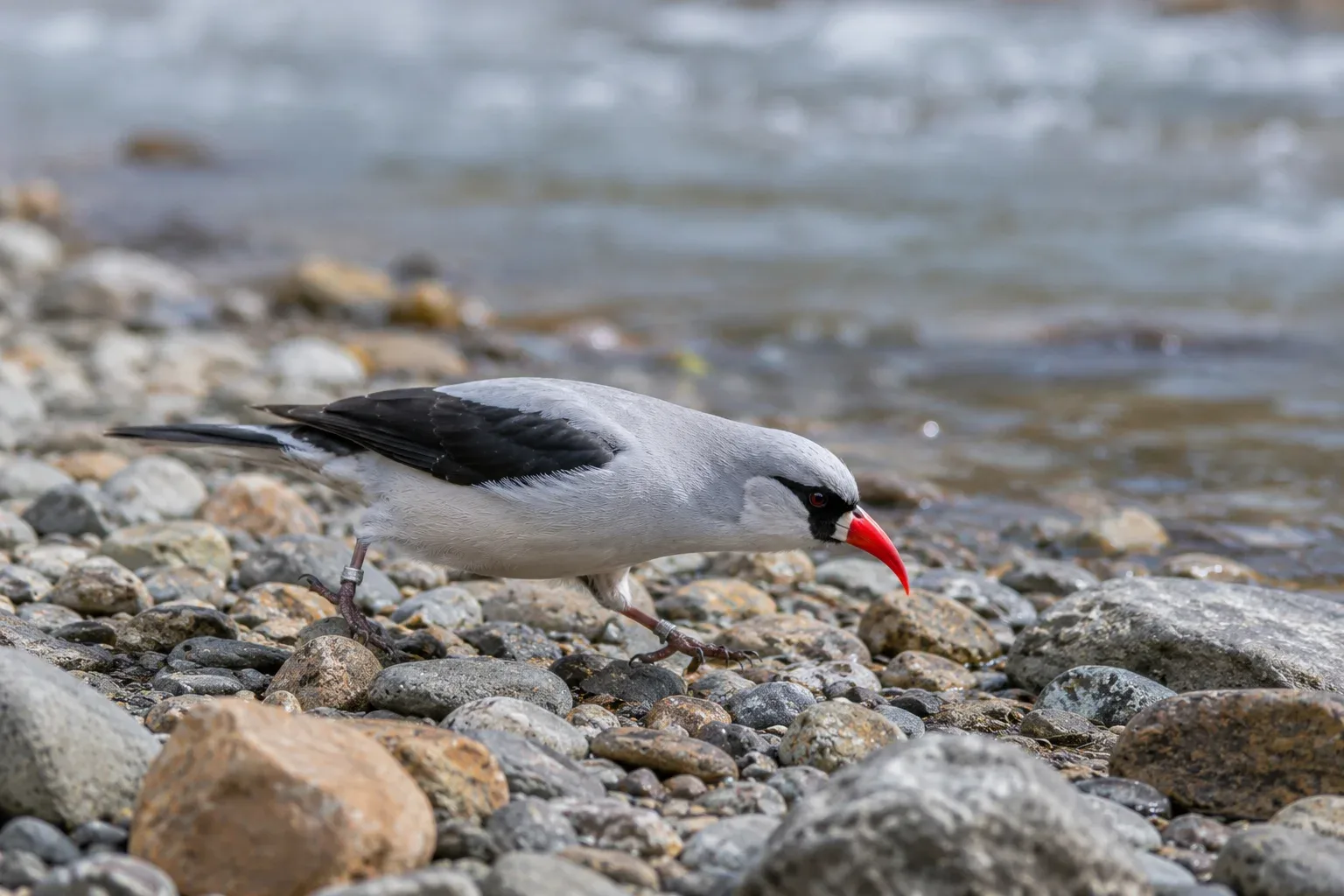 ibisbills become very protective of their chosen river territory