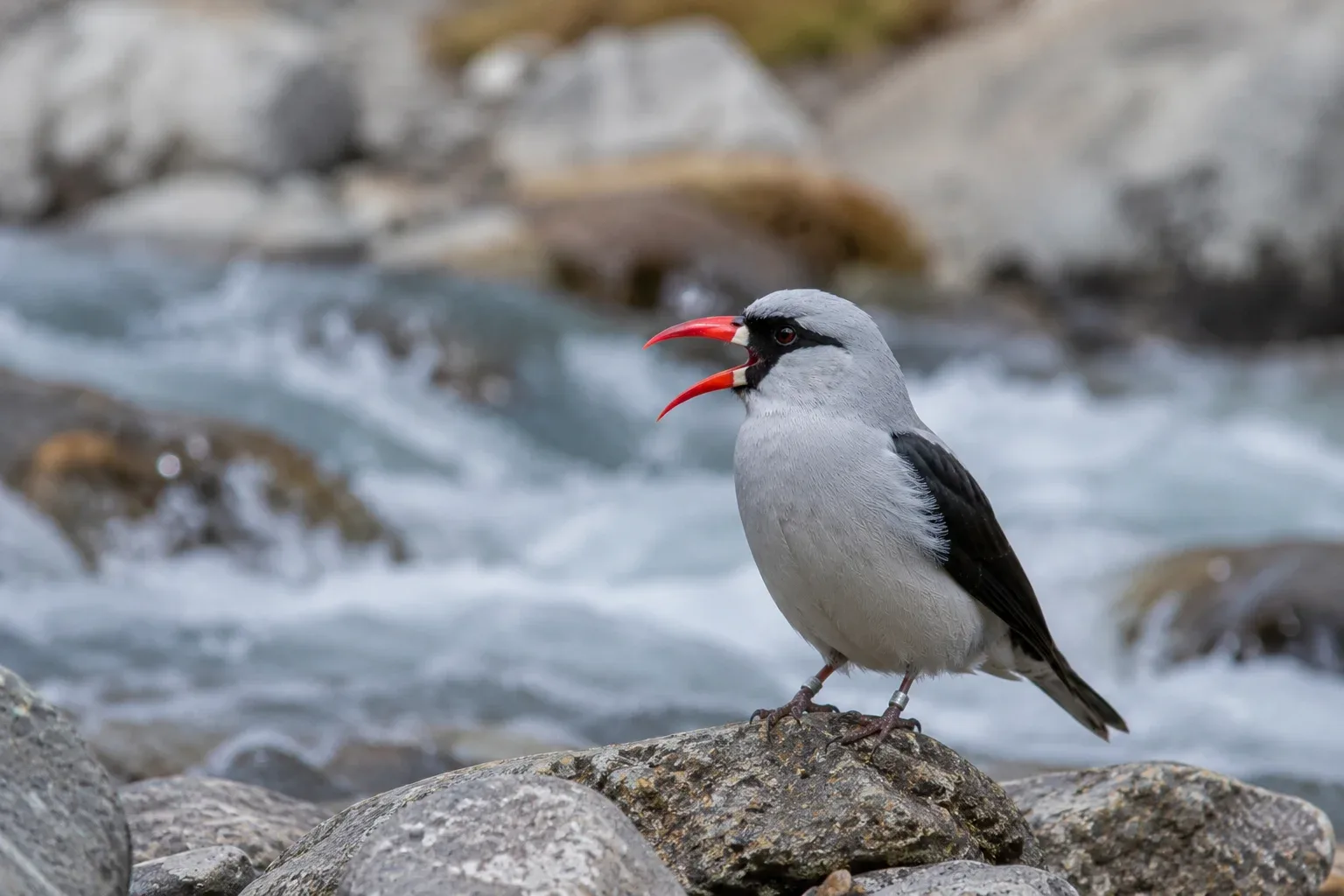 Ibisbills Sound Like a Ringing Bell