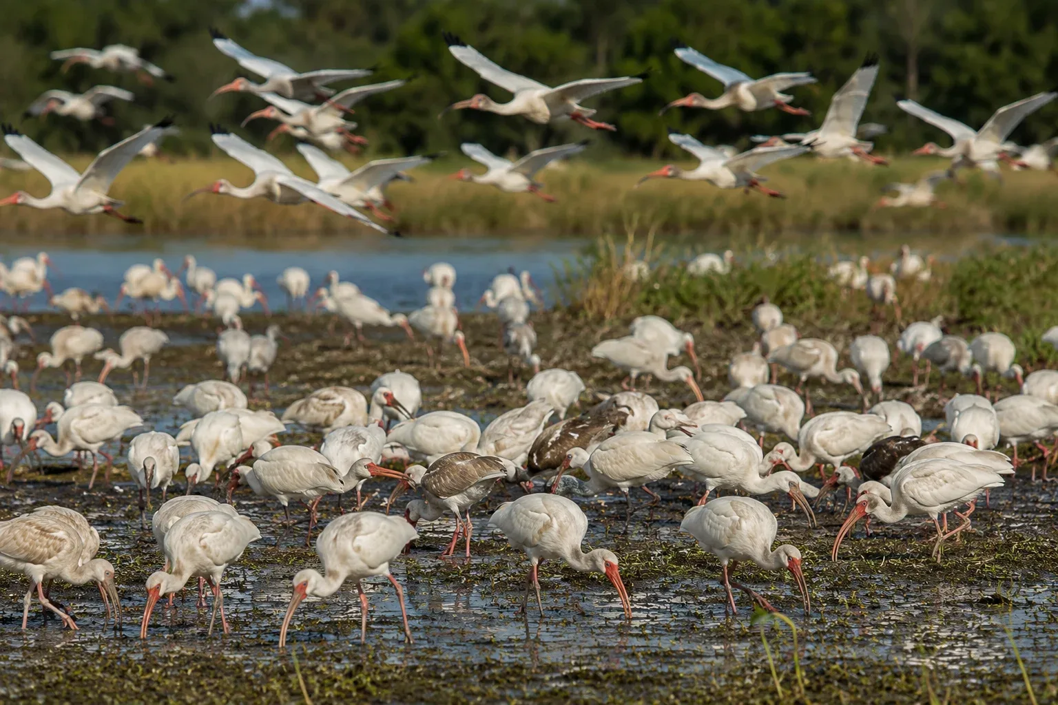 Ibises are highly gregarious birds, meaning they strongly prefer the company of others over a solitary life. 