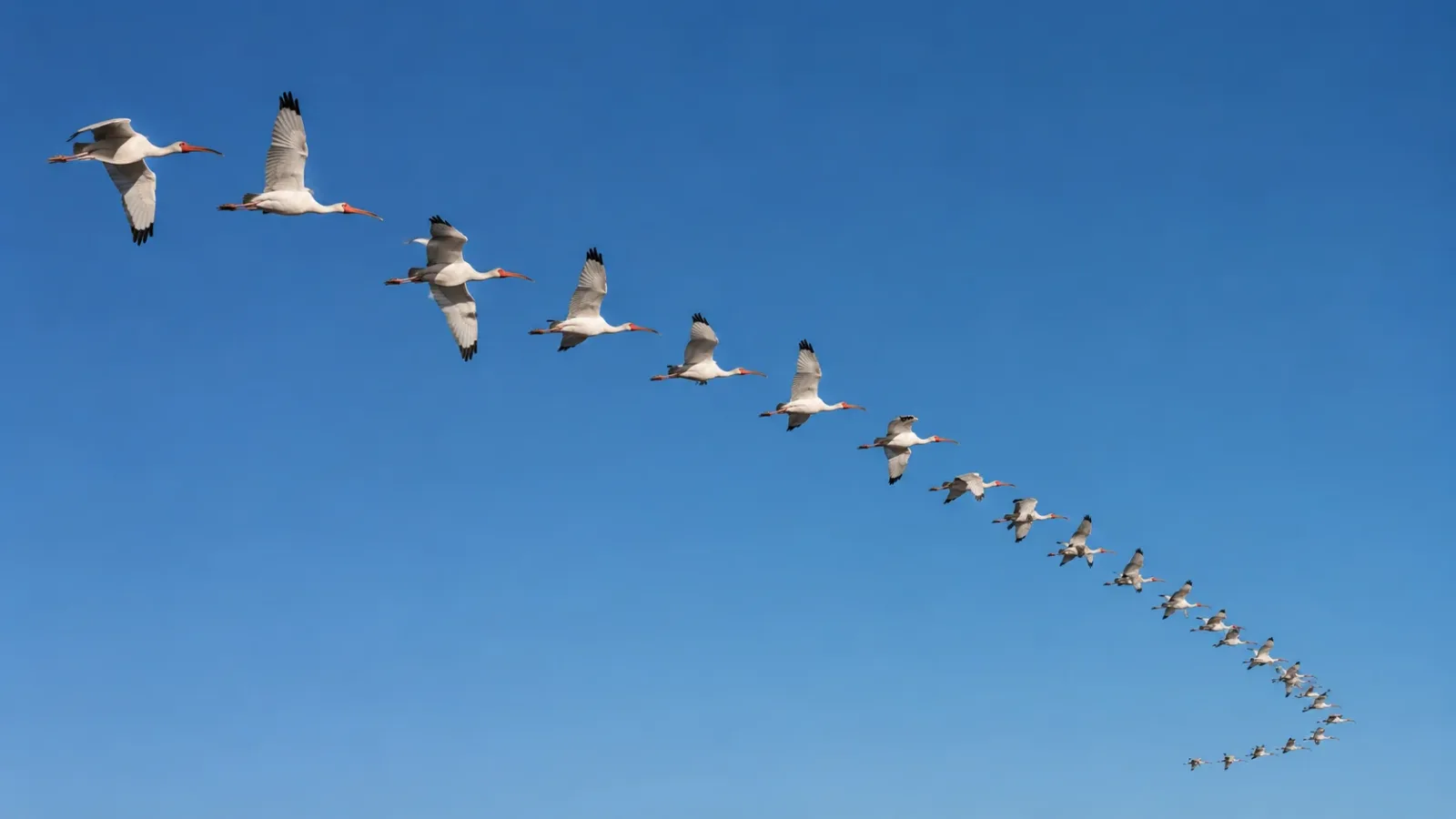 When ibises need to travel long distances, especially during seasonal migrations, they fly together in a large "V" formation. 