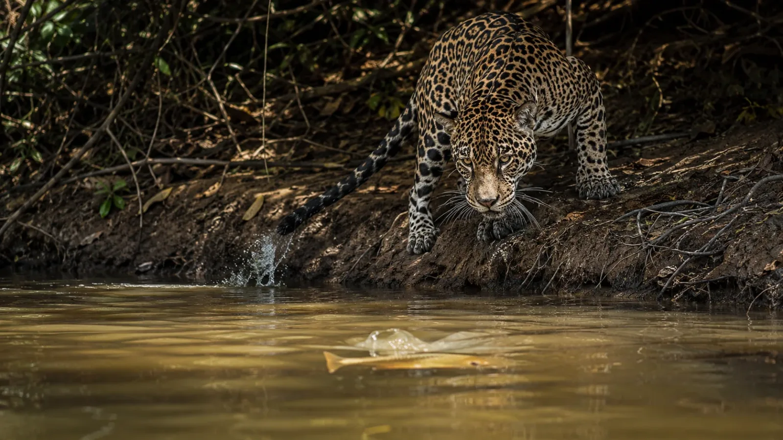 When hunting fish, jaguars use a remarkably clever tactic. They will occasionally tap the surface of the water with their tails to mimic the movement of dropping fruit or struggling insects. This lures curious fish right to the surface, allowing the cat to quickly snatch a meal from the riverbank.
