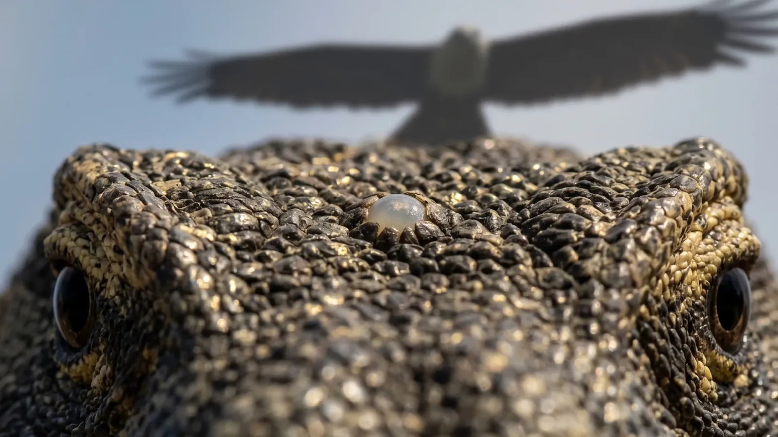 A super-macro close-up on the top of a Komodo dragon's head, showing the small, pale parietal eye spot, with the shadow of a predatory bird passing overhead.