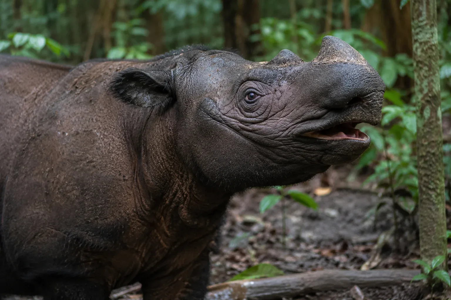 The Sumatran Rhino Sings Like a Whale