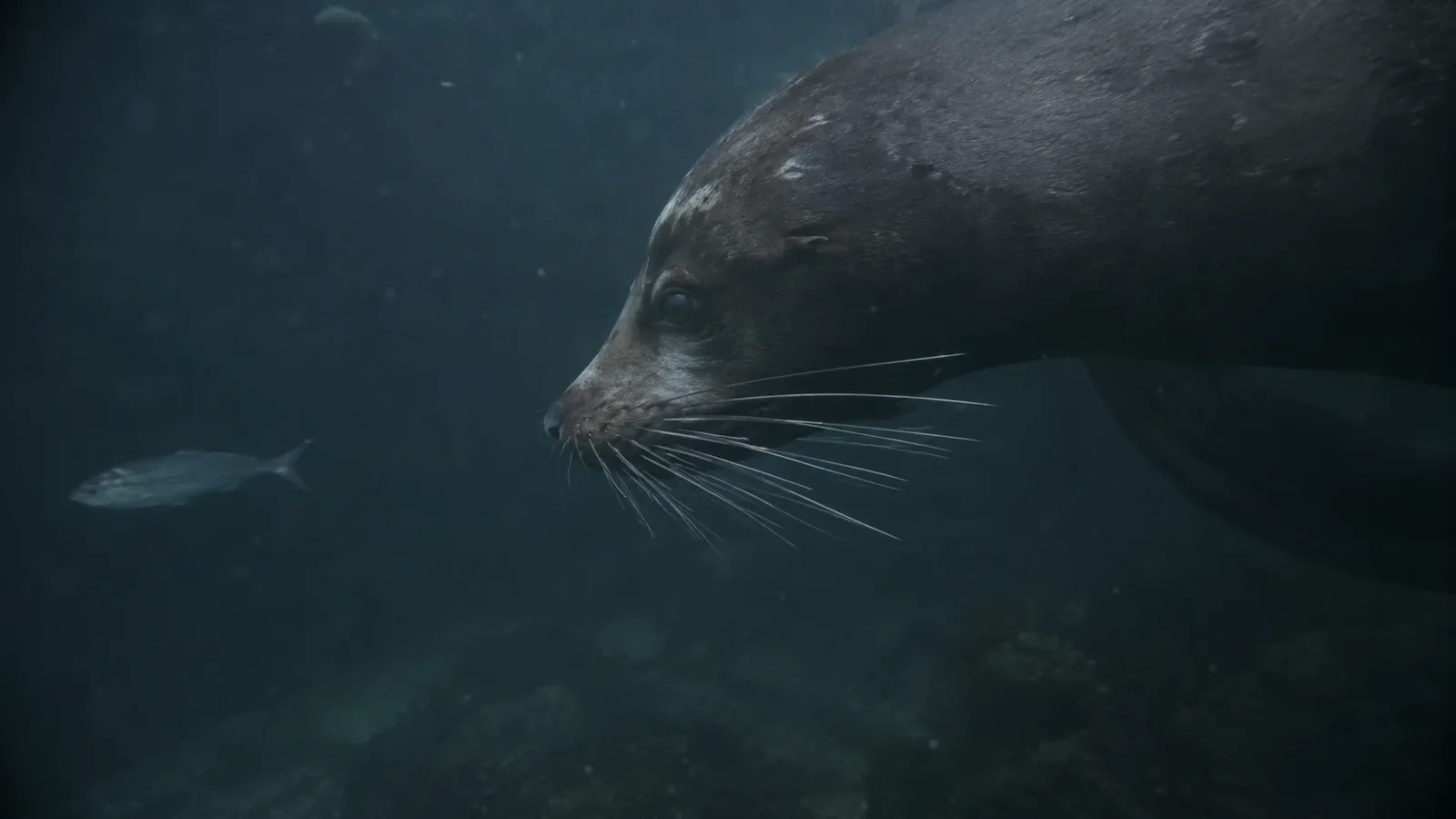 A sea lion's whiskers, called vibrissae,