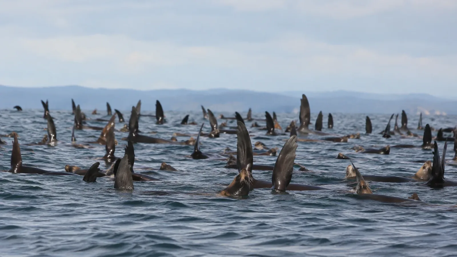 a massive group of sea lions floating on the ocean's surface with their flippers sticking straight up into the air