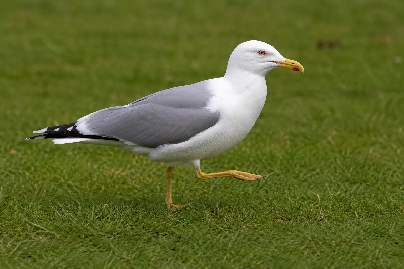 Gulls Execute Brilliant Rain Dances