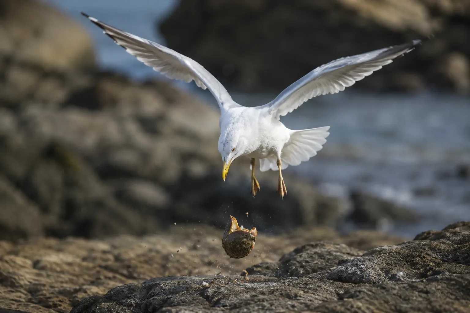 Gulls Drop Shells to Smash Them