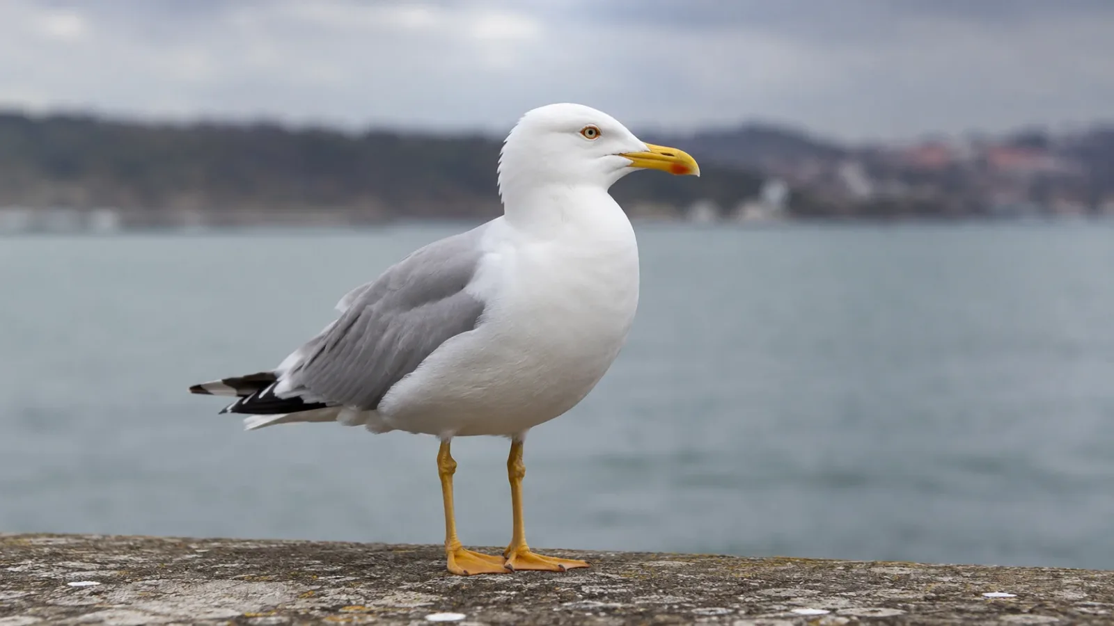 15 Fascinating Facts About Seagulls