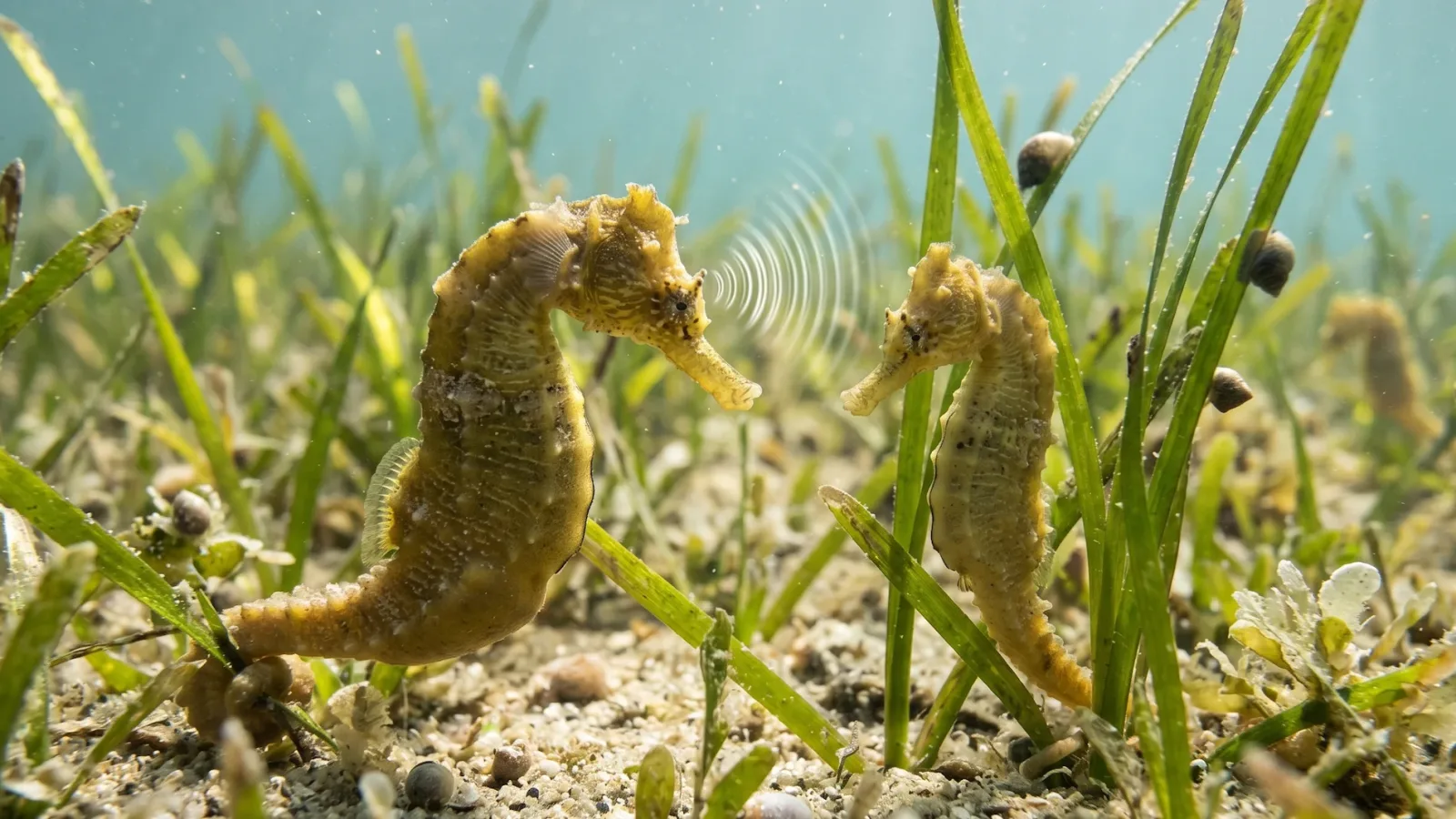 Despite lacking vocal cords, seahorses are actually quite noisy creatures that actively communicate with each other using a distinct acoustic system. They produce a sharp, rhythmic clicking or smacking sound by rapidly rubbing two small bones together at the very back of their skulls, right behind their coronet. These high-pitched clicks are most frequently heard during their elaborate courtship dances or when two males are aggressively competing over a specific territory. The acoustic vibrations easily travel through the dense water, allowing them to communicate while remaining perfectly camouflaged in the seagrass.