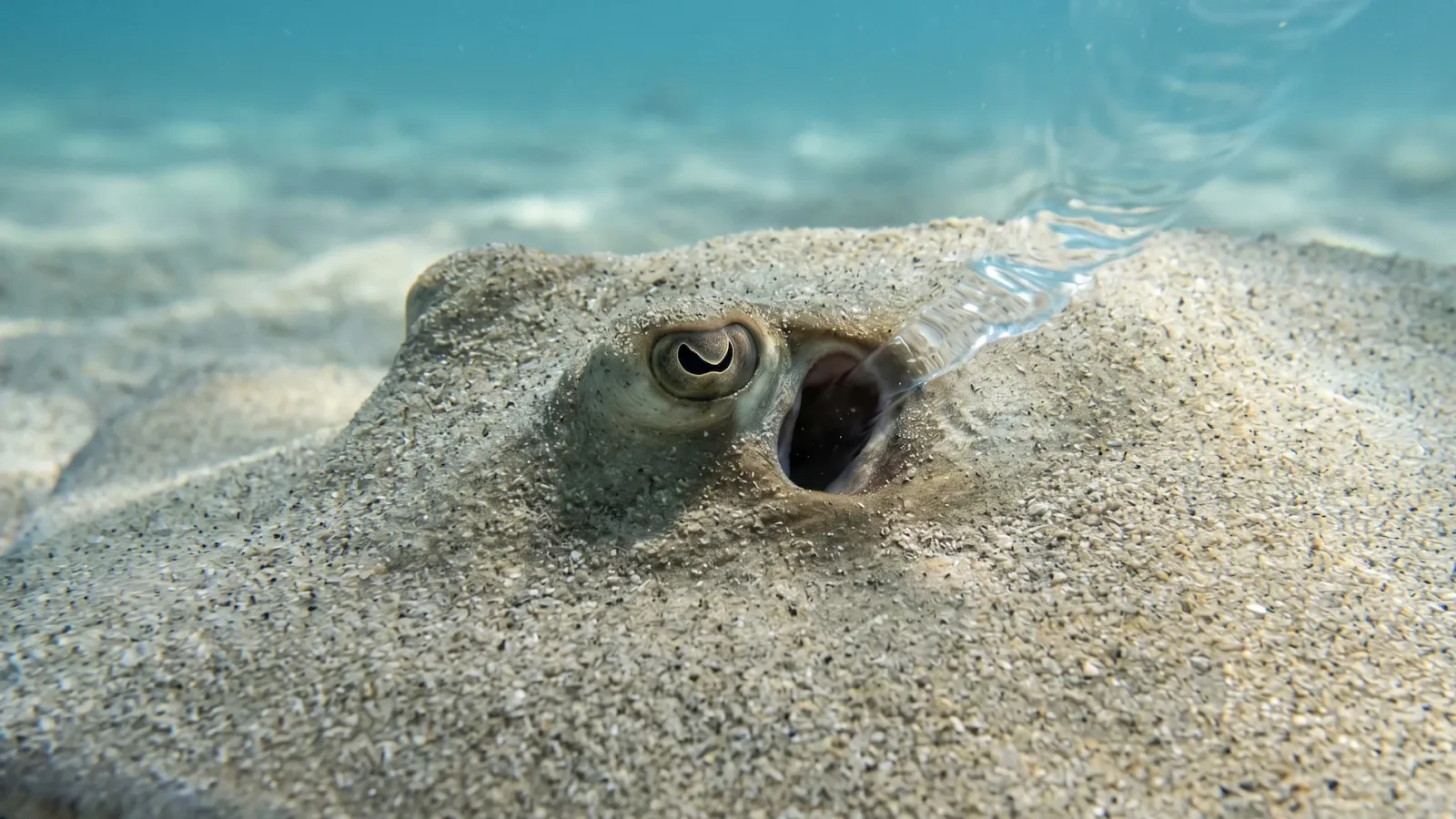 Stingrays evolved specialized respiratory openings located directly behind their eyes called spiracles