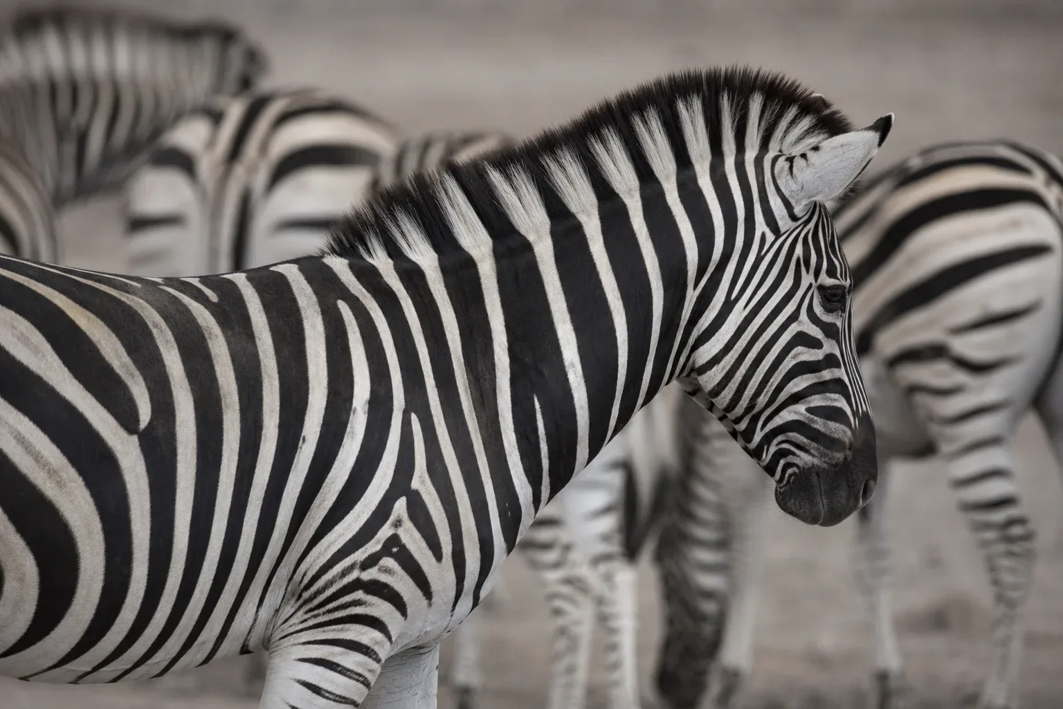 No Two Patterns of Zebras Are Exactly Alike