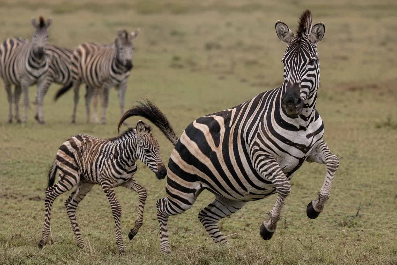 Mother Zebra Hides from the Herd to Imprint