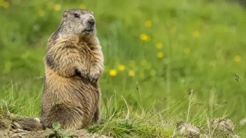 The Subterranean Architect: 15 Fascinating Facts About Groundhogs