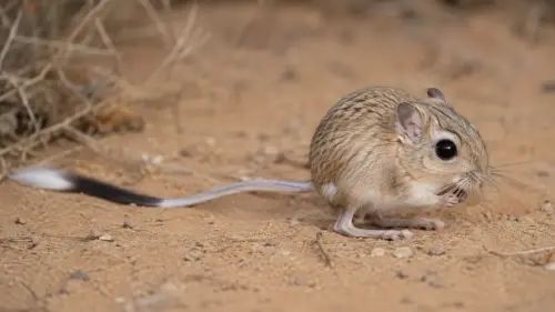 The Tenacious Survivor: 15 Fascinating Facts About Kangaroo Rats