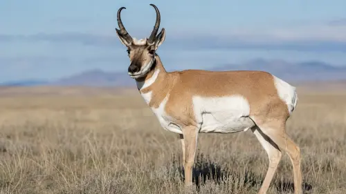The Evolutionary Speedster: 15 Fascinating Facts About Pronghorn