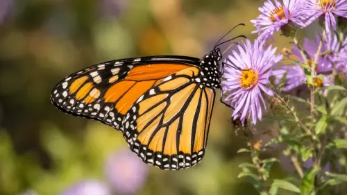 The Nomadic Navigator: 15 Interesting Facts About Monarch Butterflies