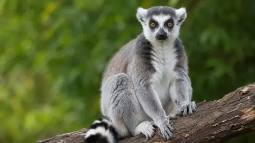 The Enigmatic Primates: 15 Fascinating Facts About Lemurs