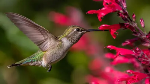 The Aerial Acrobat: 15 Fascinating Facts About Hummingbirds