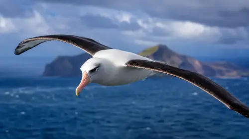 The Oceanic Nomad: 15 Fascinating Facts About Albatrosses