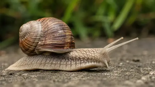 The Sluggish Marvel: 15 Fascinating Facts About Snails