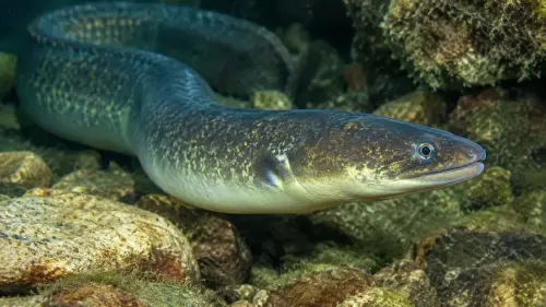 The Enigmatic Shapeshifter: 15 Fascinating Facts About Eels