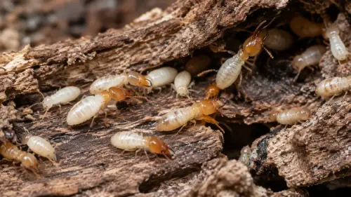 The Subterranean Architects: 15 Fascinating Facts About Termites