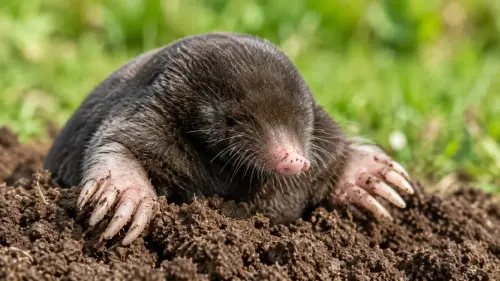 15 Fascinating Facts About Moles