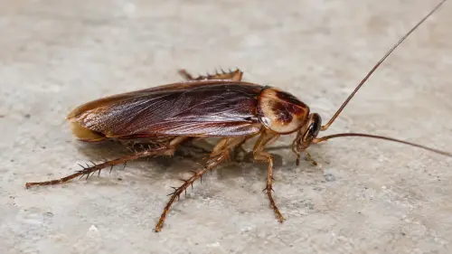 The Resilient Survivor: 15 Fascinating Facts About Cockroaches