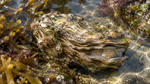 15 Fascinating Facts About Oysters