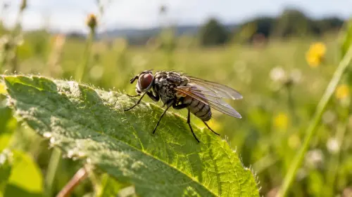 The Astonishing Dipterans: 15 Fascinating Facts About Flies