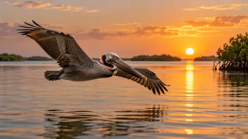 The Gliding Giants: 15 Fascinating Facts About Pelicans
