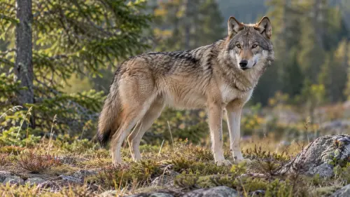 The Extraordinary Canid: 15 Fascinating Facts About Canines