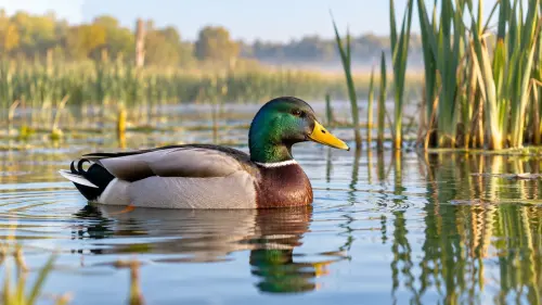 The Extraordinary Waterfowl: 15 Fascinating Facts About Ducks