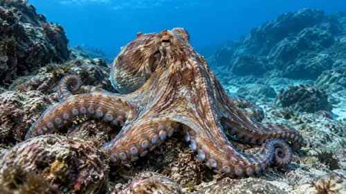 The Alien Masterminds: 15 Fascinating Facts About Octopuses