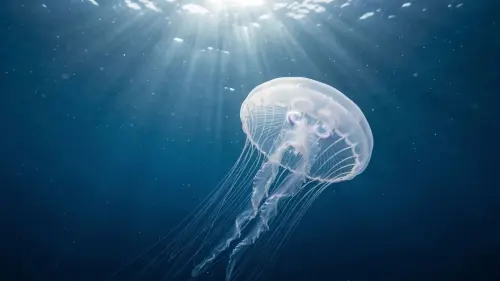 The Gelatinous Drifters: 15 Fascinating Facts About Jellyfish