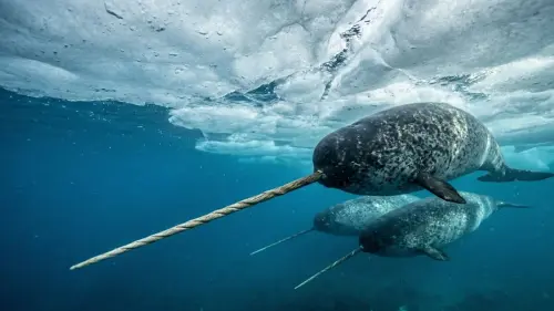 The Unicorn of the Sea: 15 Fascinating Facts About Narwhals