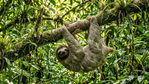 The Slow-Motion Survivalists: 15 Fascinating Facts About Sloths