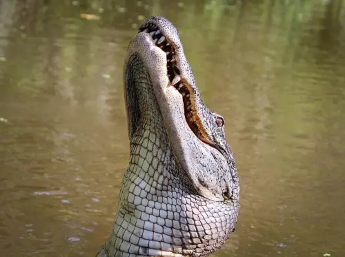 The Apex Predator: 15 Fascinating Facts About Alligators