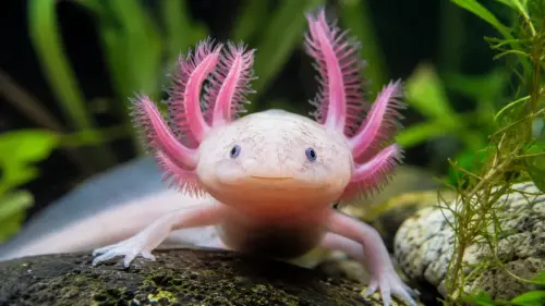 15 Fascinating Facts About Axolotls