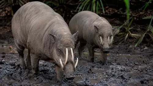 15 Fascinating Facts About Babirusas
