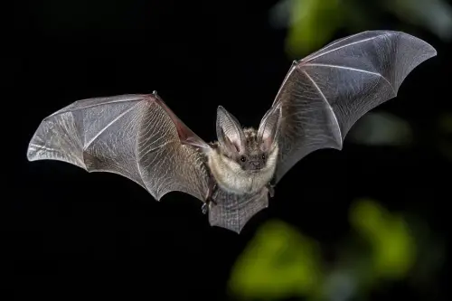 15 Fascinating Facts About Bats