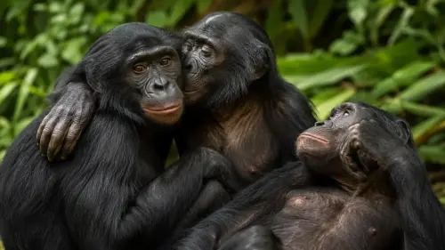 15 Fascinating Facts About Bonobos