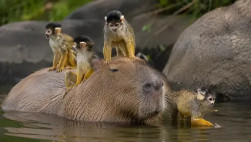 15 Fascinating Facts About Capybaras