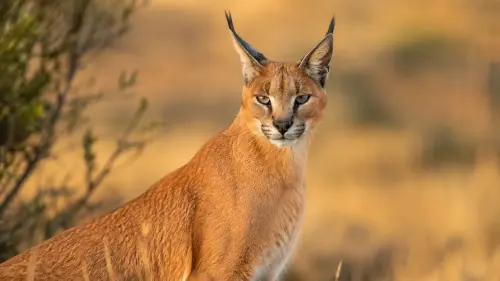 15 Fascinating Facts About Caracals