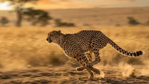 15 Fascinating Facts About Cheetahs